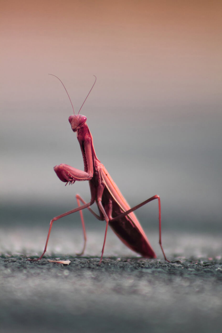 Mantis