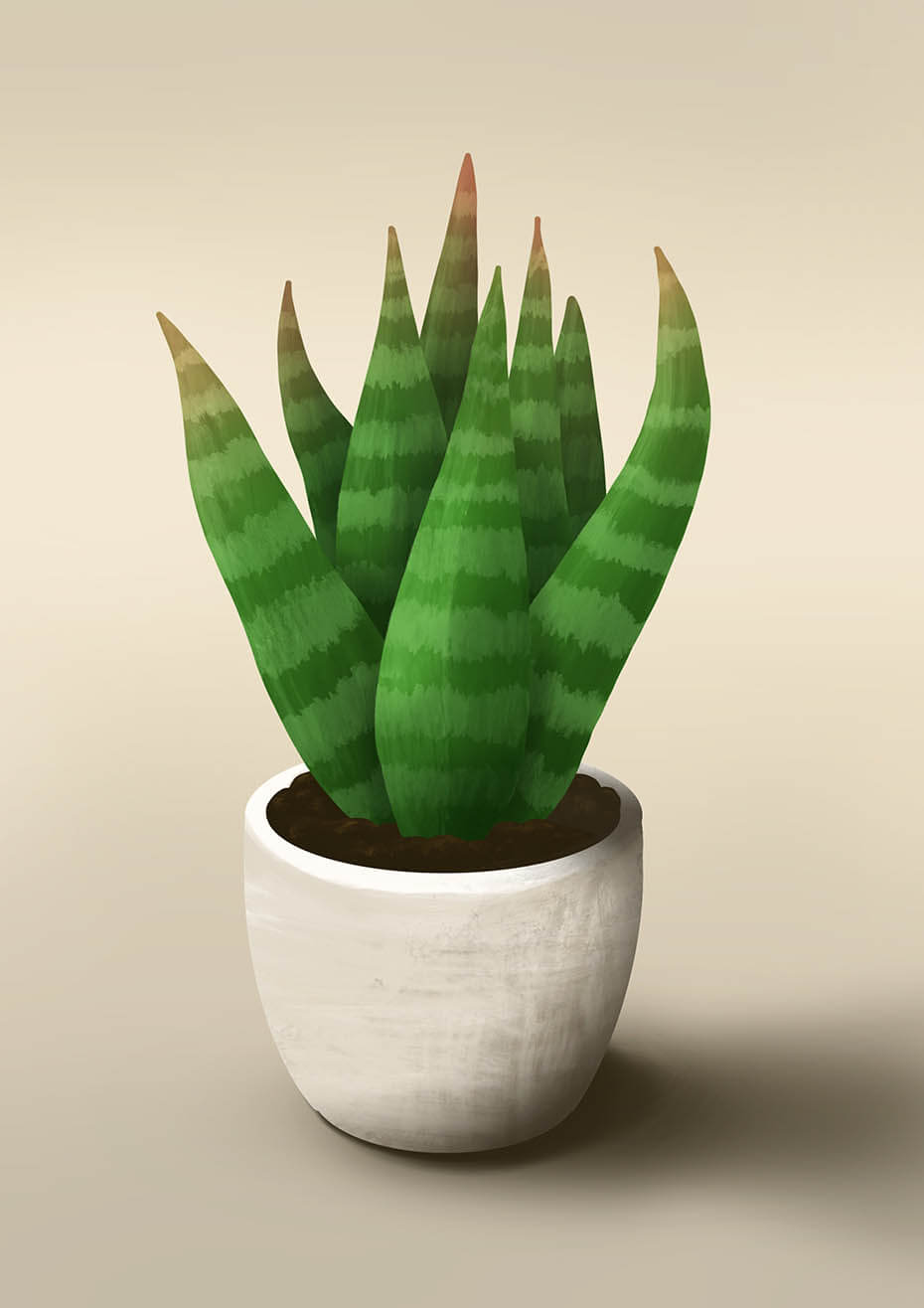 Cactus